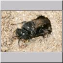 Oxybelus bipunctatus - Fliegenspiesswespe w21b 6mm beim Nestverschluss - Sandgrube Niedringhaussee.jpg